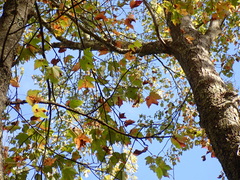 Acer rubrum rubrum