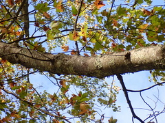 Acer rubrum rubrum