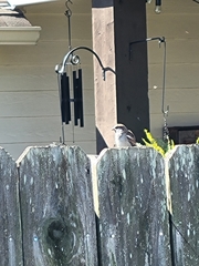Passer domesticus