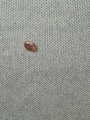 Cimex lectularius