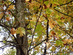 Acer rubrum rubrum