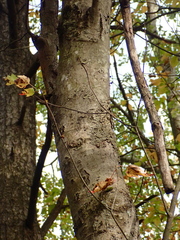 Acer rubrum rubrum