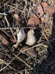 Myriostoma