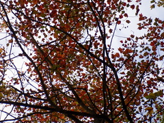 Acer rubrum rubrum