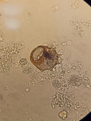 Arcella