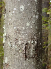 Acer rubrum rubrum