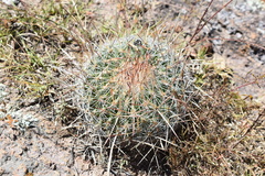 Echinofossulocactus ochoterenaus