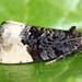 Plum Tortrix - Photo (c) Andrey Ponomarev, some rights reserved (CC BY-NC), uploaded by Andrey Ponomarev