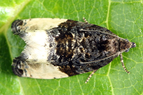 Plum Tortrix, photo 2 of 8