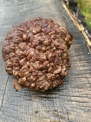 Podoscypha multizonata