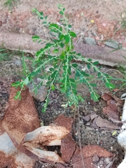 Phyllanthus niruri