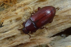 Uloma rufa