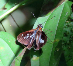 Vettius phyllus