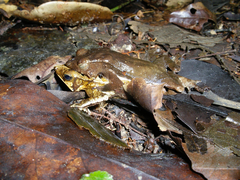 Rhinella proboscidea
