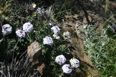 Glandularia laciniata