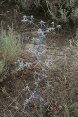 Eryngium caeruleum