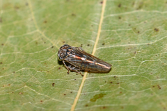 Idiocerus stigmaticalis