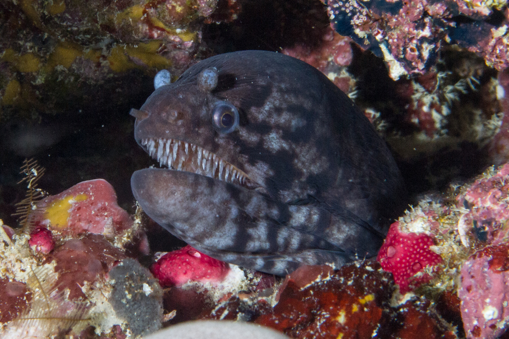 Barred Snake Moray