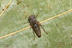 Idiocerus stigmaticalis