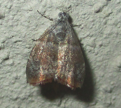 Choreutis aegyptiaca