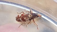 Hypolixus