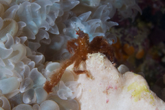 Achaeus japonicus