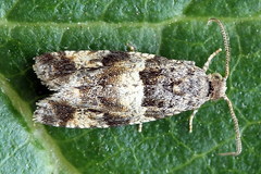 Lobesia abscisana