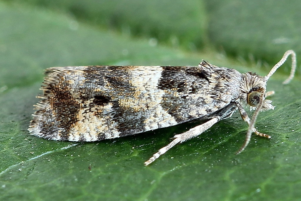 Smoky-barred Marble