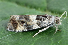 Lobesia abscisana
