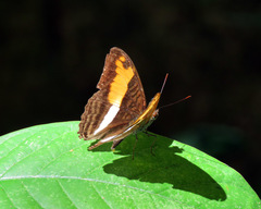 Adelpha boeotia