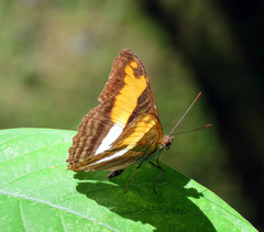 Adelpha boeotia