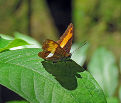 Adelpha boeotia