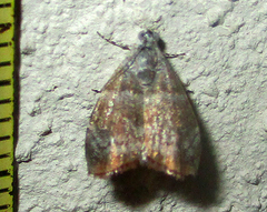 Choreutis aegyptiaca