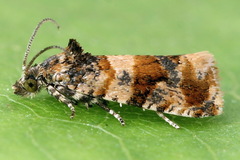 Lobesia euphorbiana