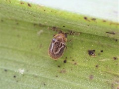 Cyphanobium illustre