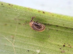 Cyphanobium illustre