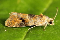 Lobesia reliquana