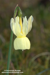 Narcissus triandrus