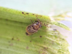 Cyphanobium illustre