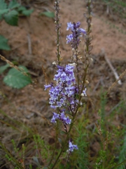 Anarrhinum bellidifolium