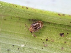 Cyphanobium illustre