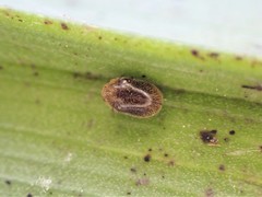 Cyphanobium illustre