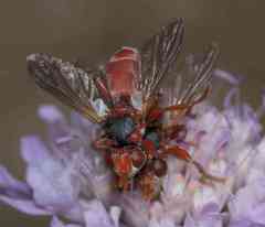 Myopa dorsalis