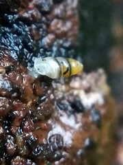 Carychium tridentatum