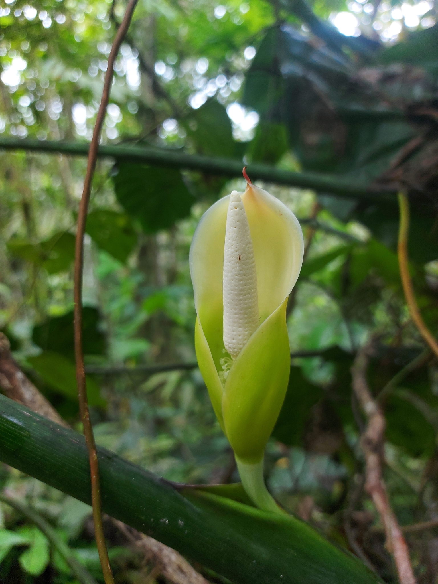 Photos of Philodendron sparreorum  iNaturalist
