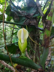Philodendron sparreorum