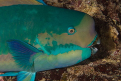 Chlorurus microrhinos