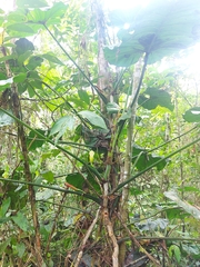 Philodendron sparreorum