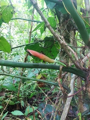 Philodendron sparreorum