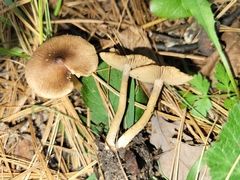 Inocybe plurabellae